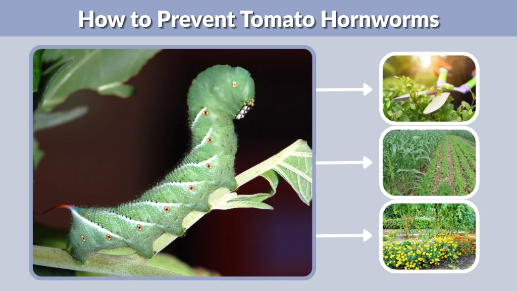How to Prevent Tomato Hornworms
