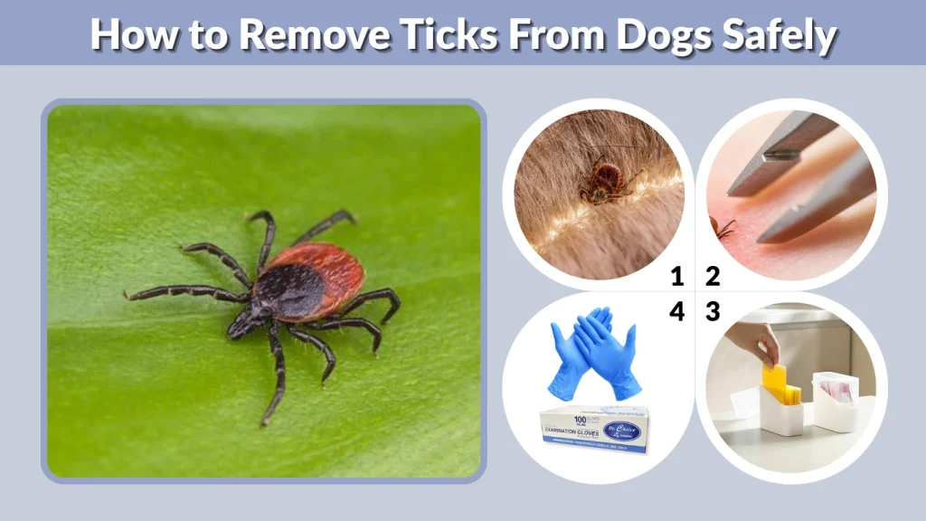 How to Remove Ticks From Dogs Safely