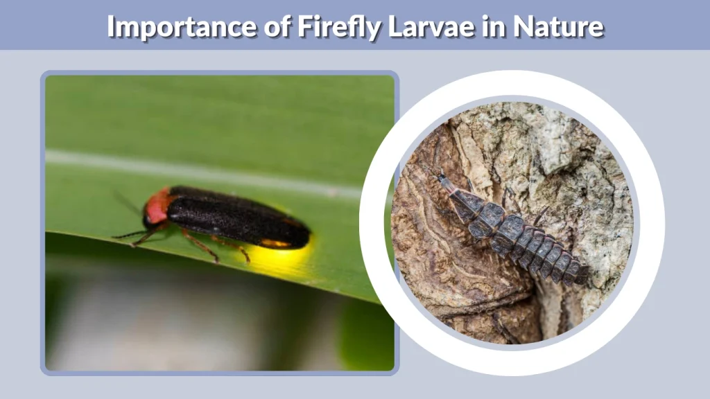 Importance of Firefly Larvae in Nature