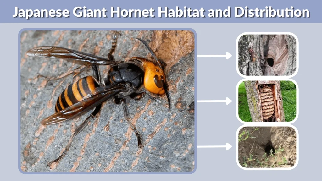 Japanese Giant Hornet Habitat and Distribution
