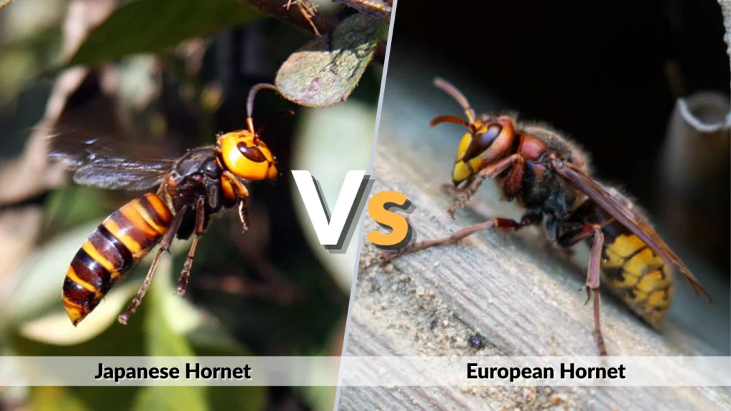 Japanese Hornet vs European Hornet