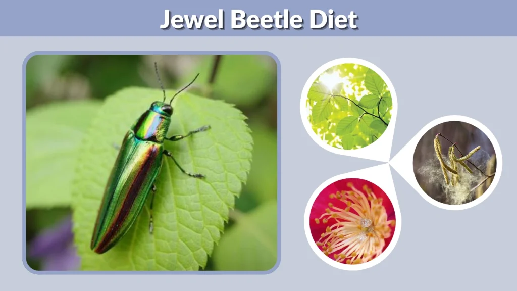 Jewel Beetle Diet