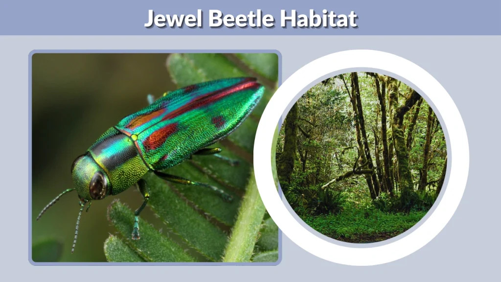 Jewel Beetle Habitat