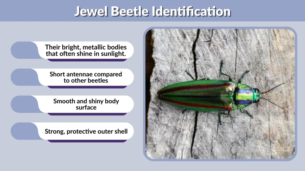 Jewel Beetle Identification