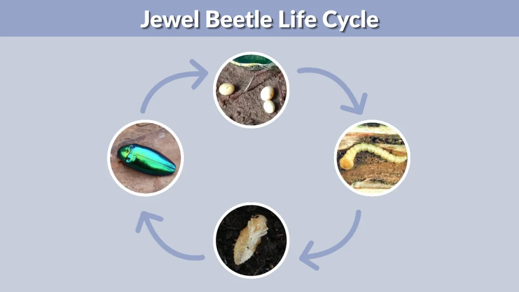 Jewel Beetle Life Cycle