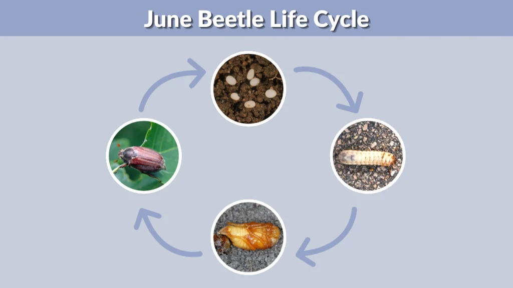 June Beetle Life Cycle
