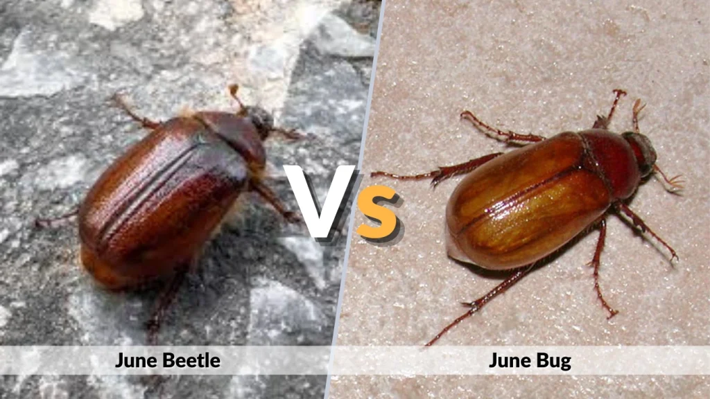 June Beetle vs June Bug Are They the Same