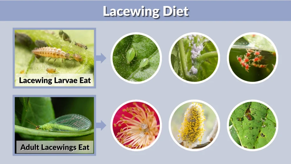 Lacewing Diet