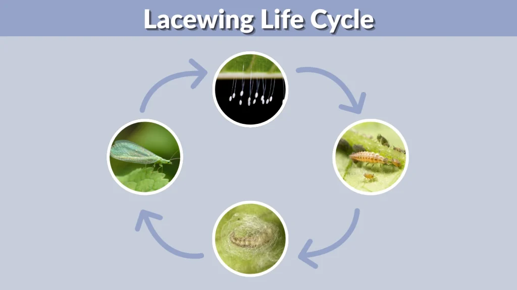 Lacewing Life Cycle