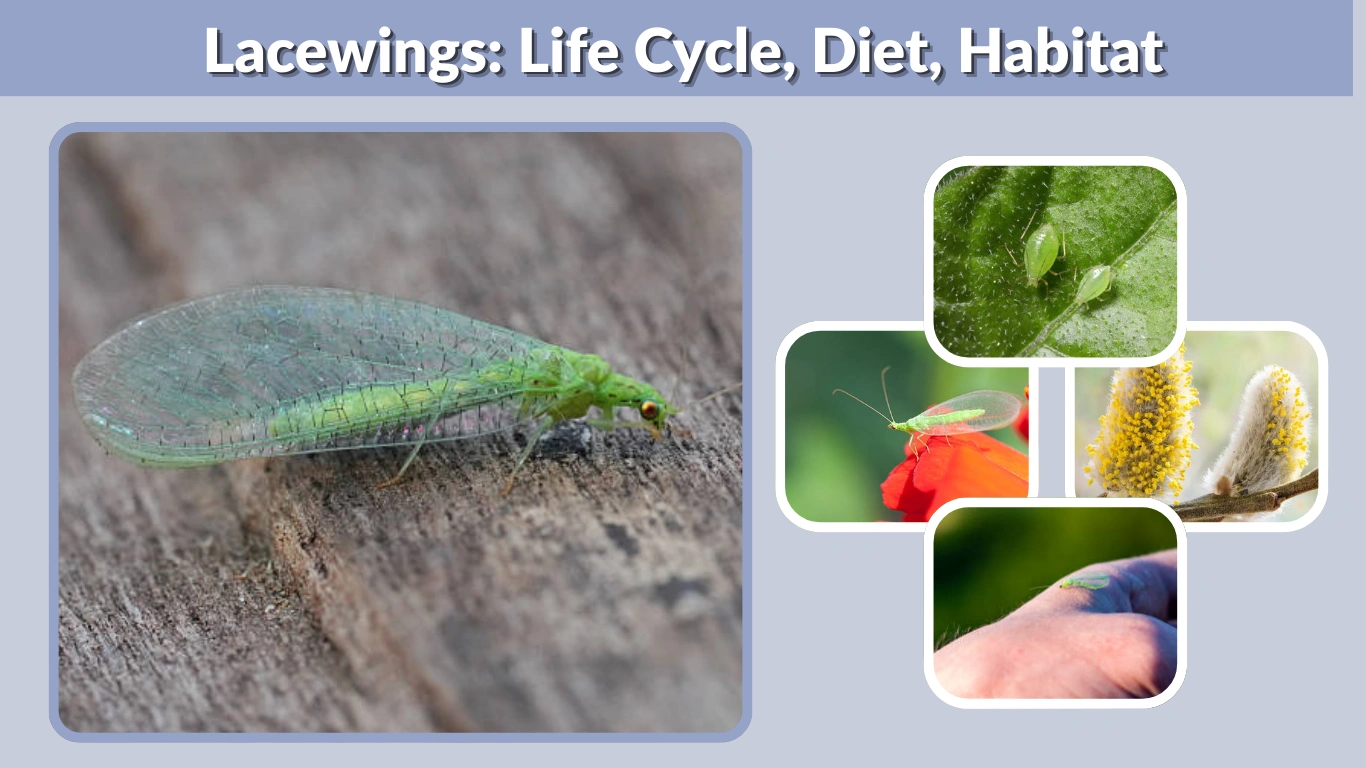 Lacewings: Life Cycle, Diet, Habitat, Benefits for Gardens & Lifespan
