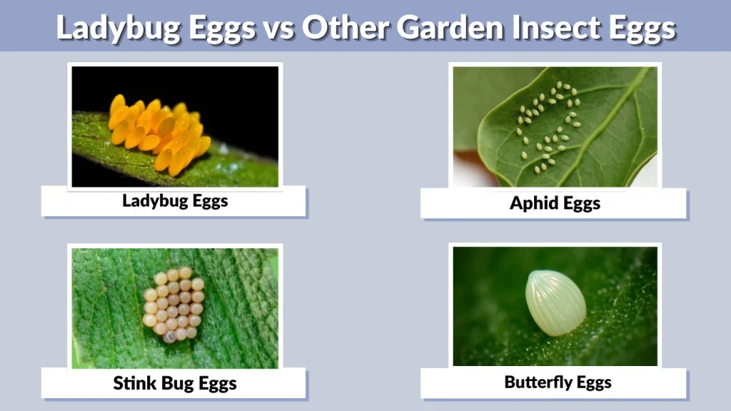 Ladybug Eggs vs Other Garden Insect Eggs