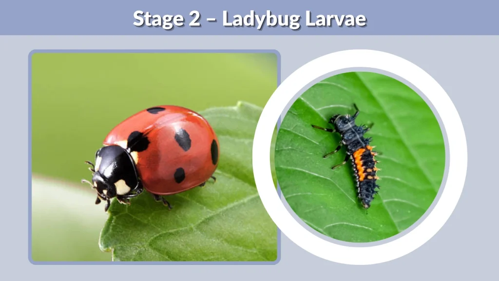 Ladybug Larvae