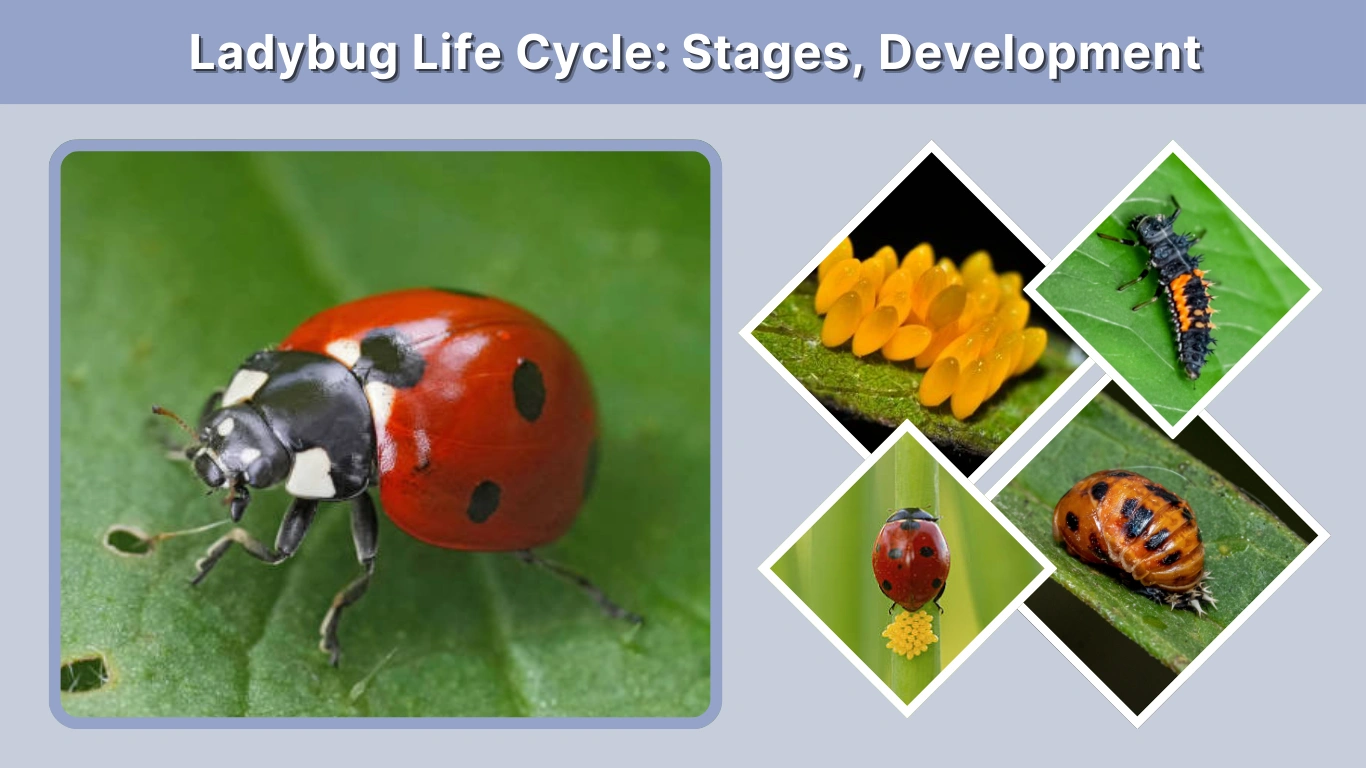 Ladybug Life Cycle Stages, Development, and Transformation