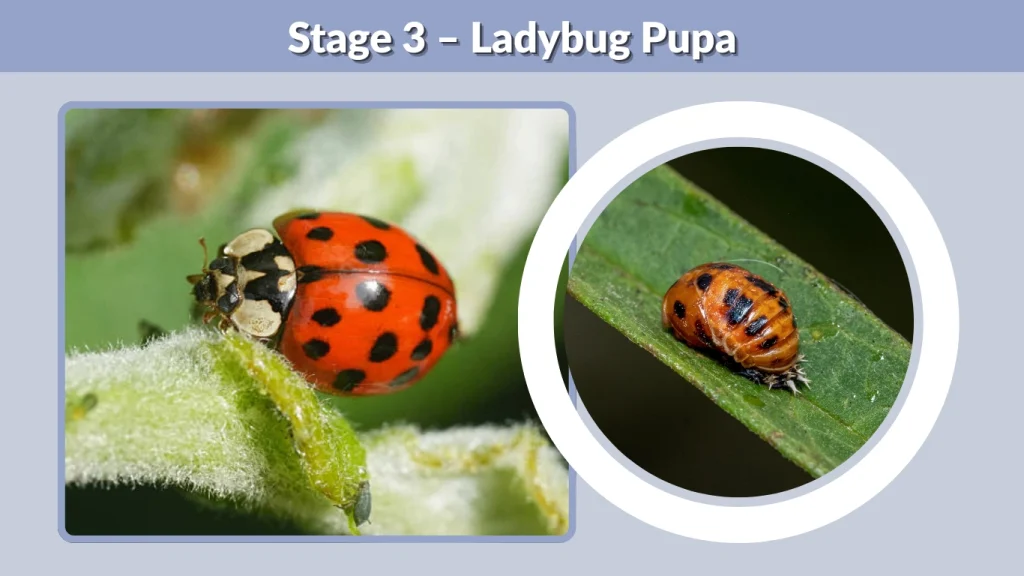 Ladybug Pupa