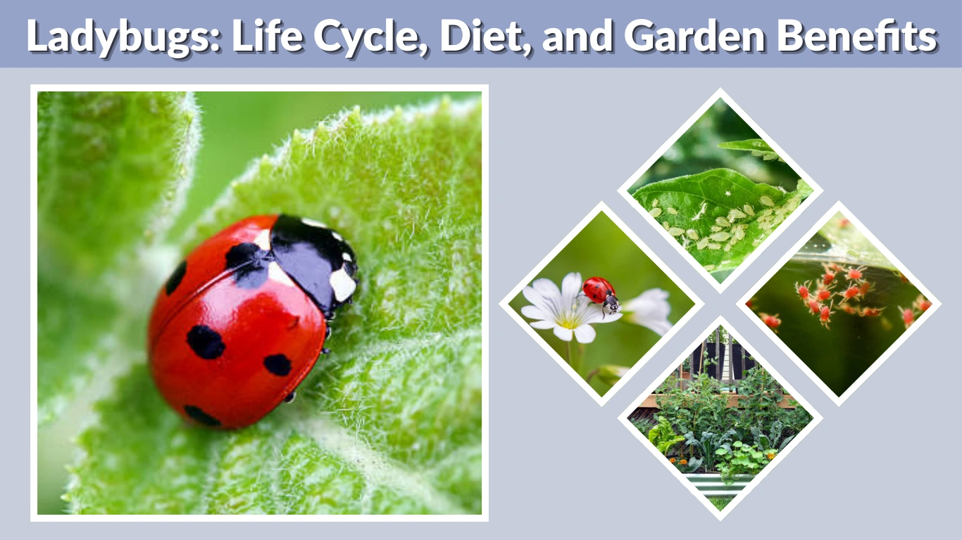 Ladybugs Life Cycle, Diet, and Garden Benefits