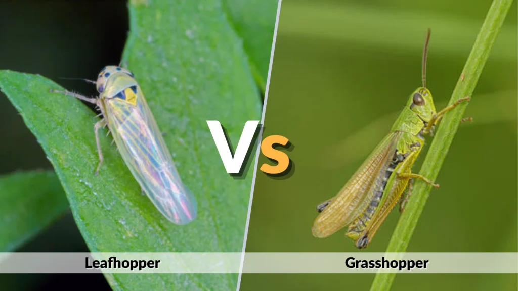 Leafhopper vs Grasshopper