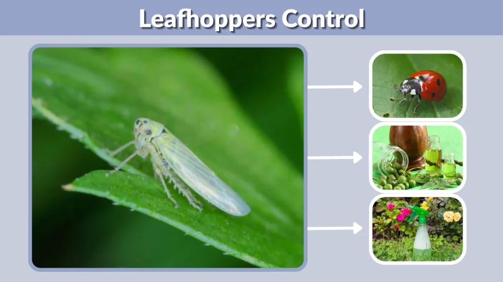 Leafhoppers Control