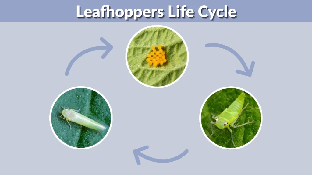 Leafhoppers Life Cycle