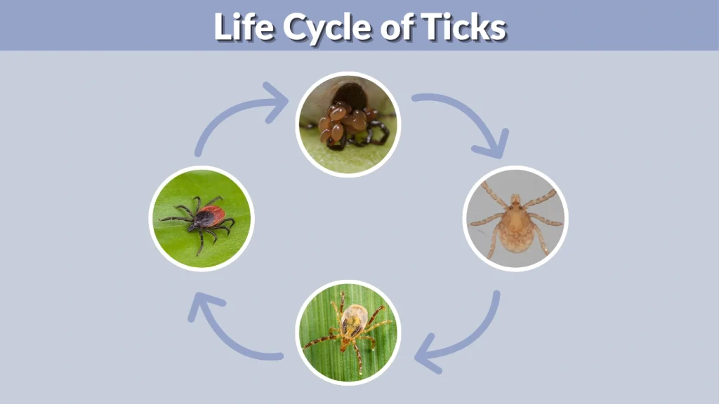 Life Cycle of Ticks