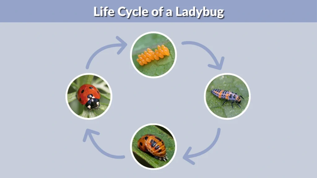 Life Cycle of a Ladybug