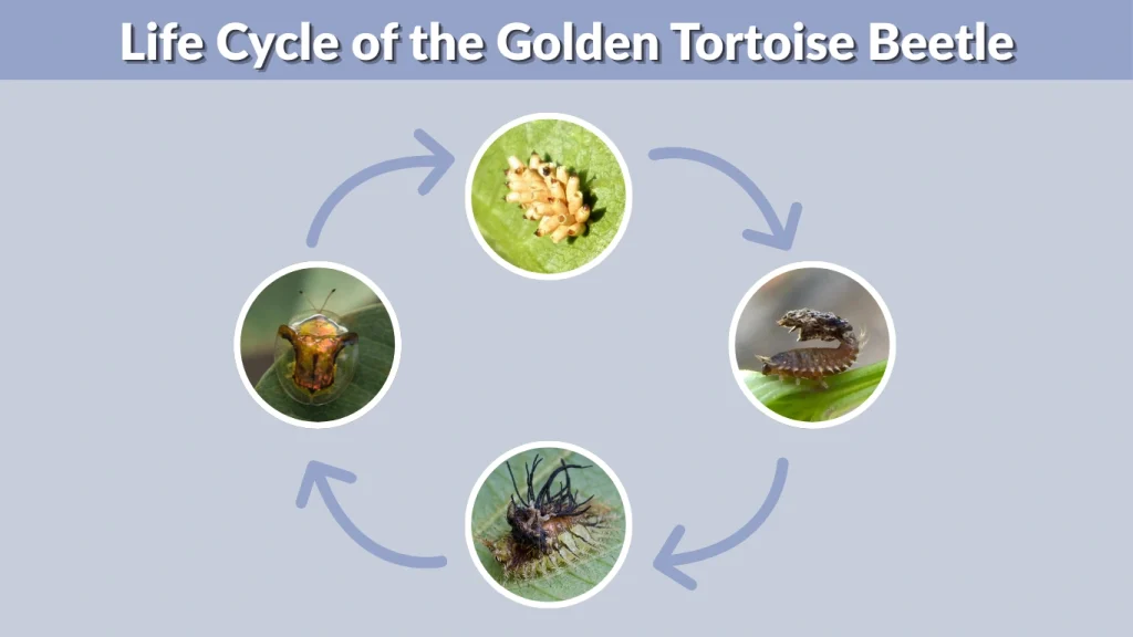 Life Cycle of the Golden Tortoise Beetle