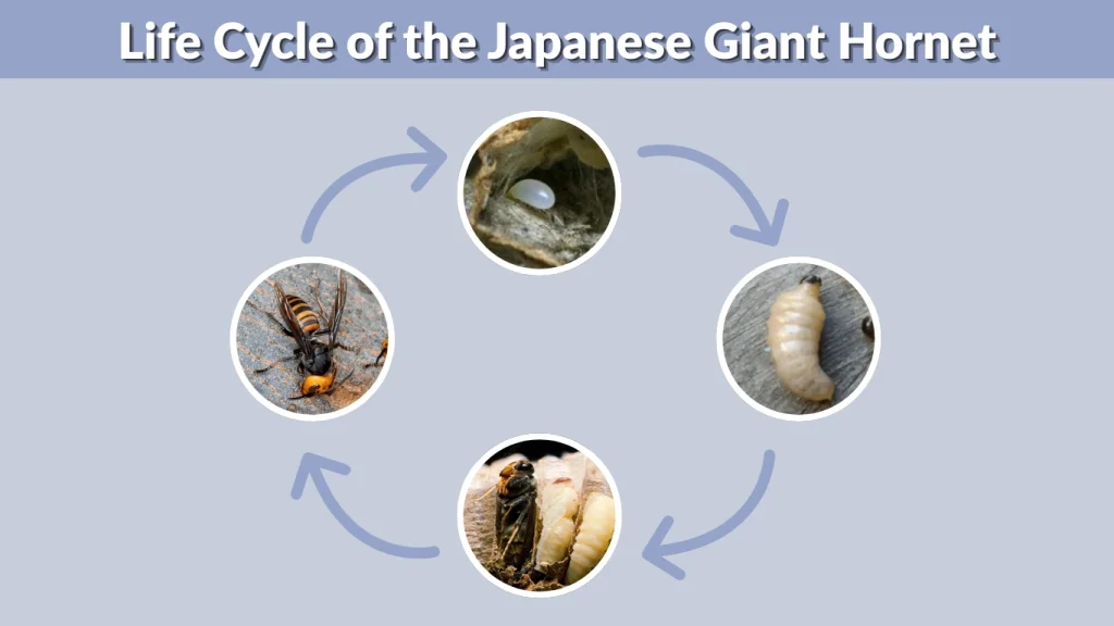 Life Cycle of the Japanese Giant Hornet