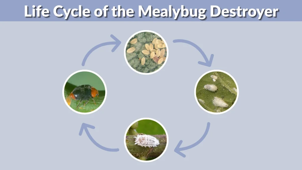 Life Cycle of the Mealybug Destroyer