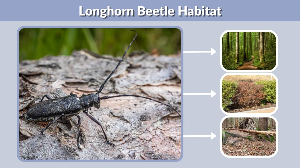 Longhorn Beetle Habitat