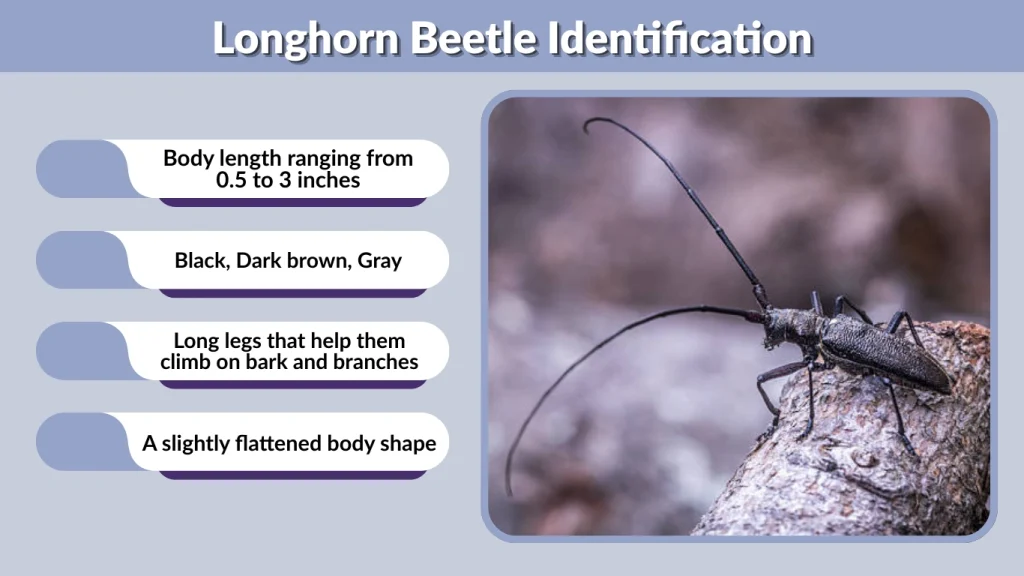 Longhorn Beetle Identification