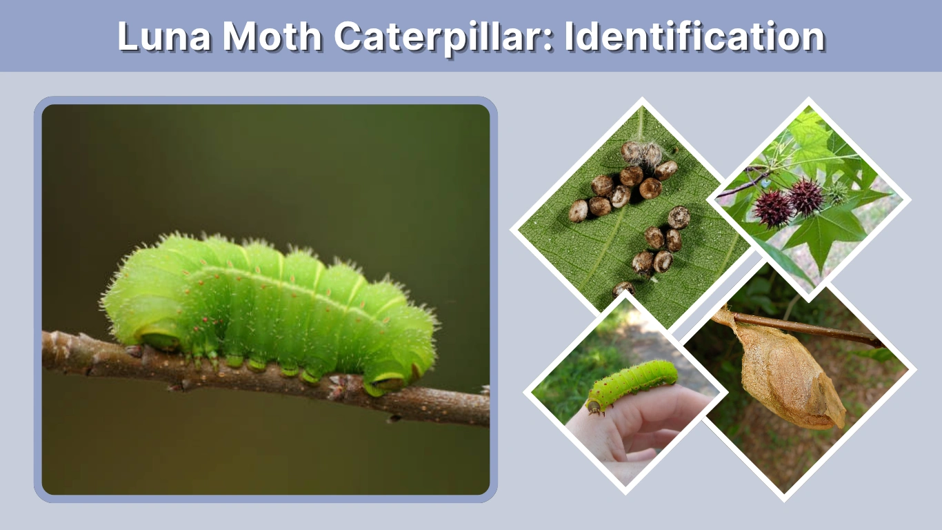 Luna Moth Caterpillar Identification, Lifecycle & Fascinating Facts