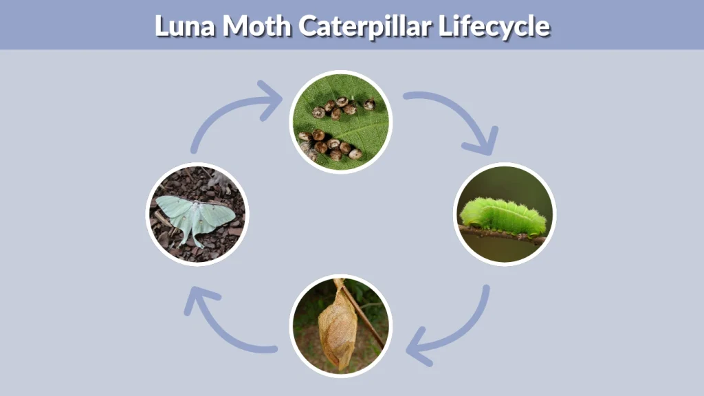 Luna Moth Caterpillar Lifecycle