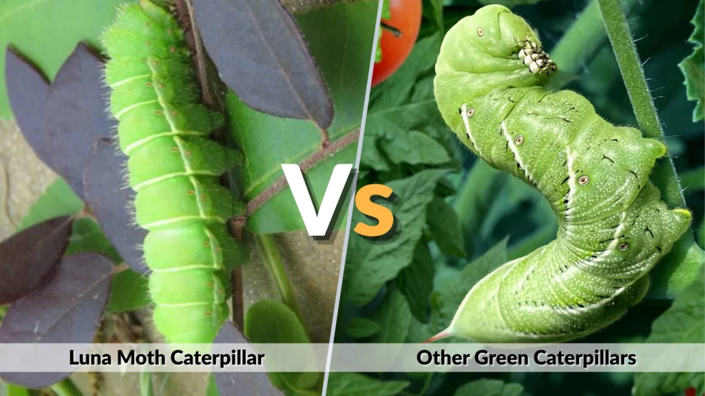 Luna Moth Caterpillar vs Other Green Caterpillars
