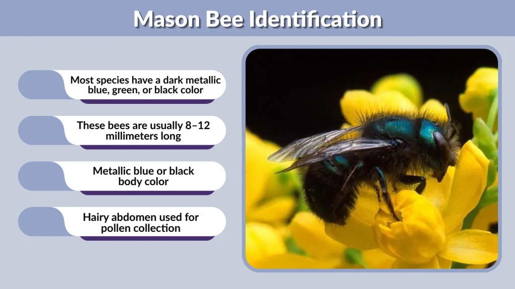 Mason Bee Identification