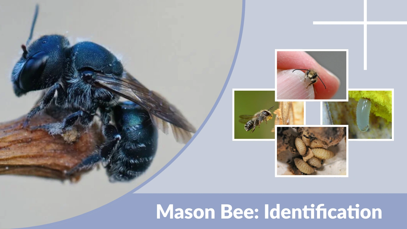 Mason Bee Identification, Life Cycle, Habitat & Fascinating Facts