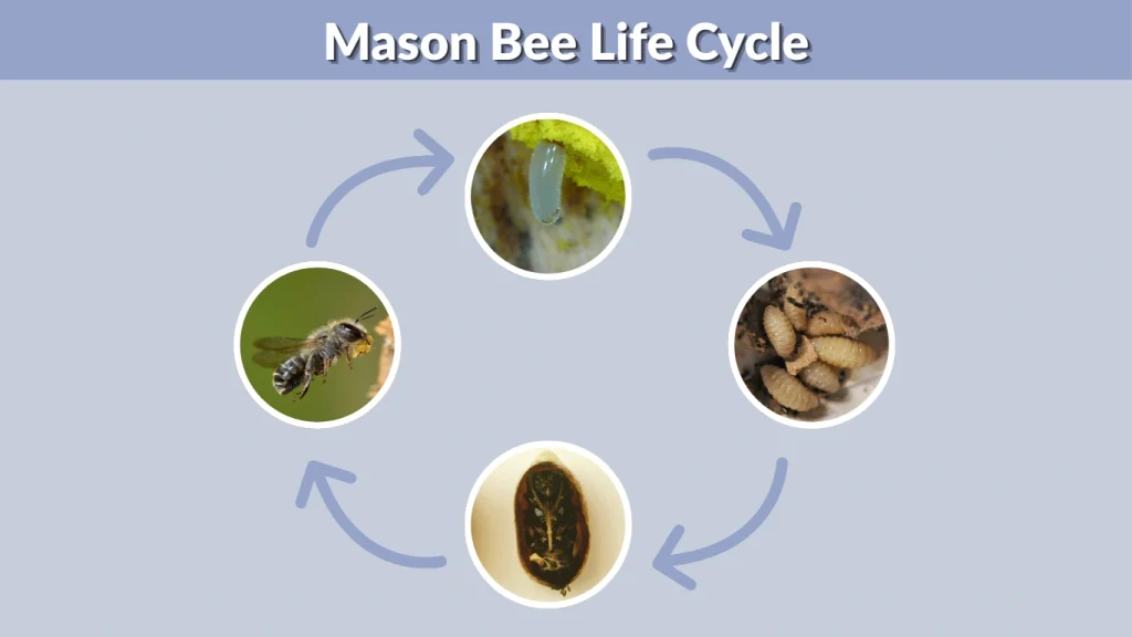 Mason Bee Life Cycle