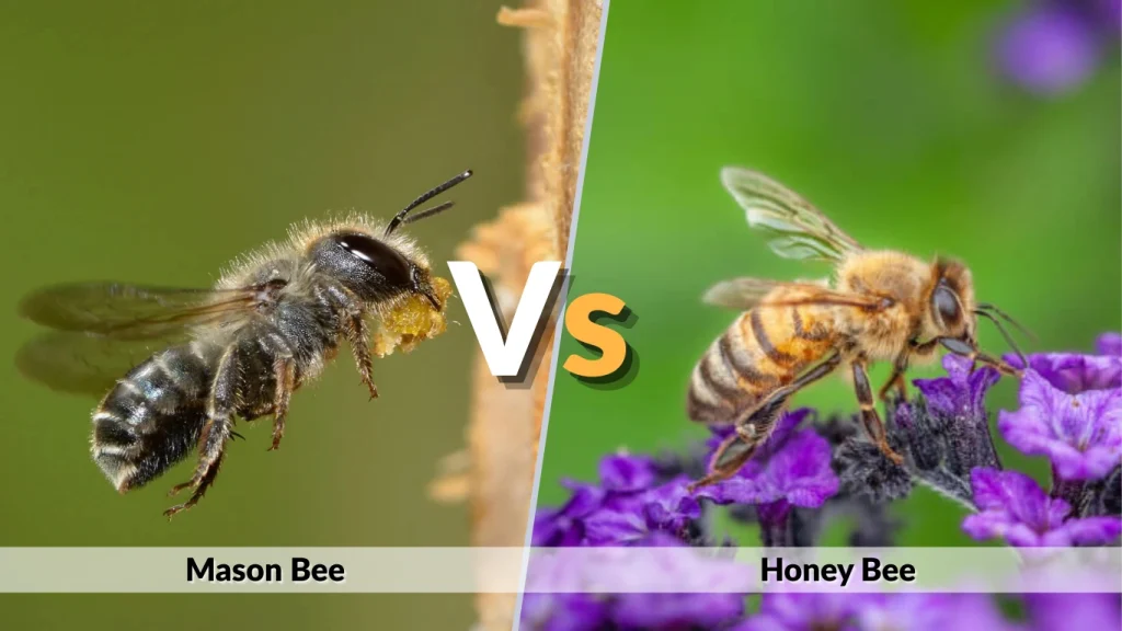 Mason Bee vs Honey Bee