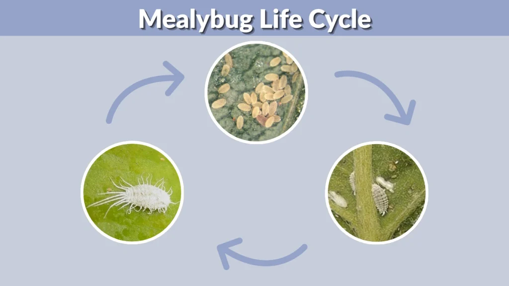 Mealybug Life Cycle