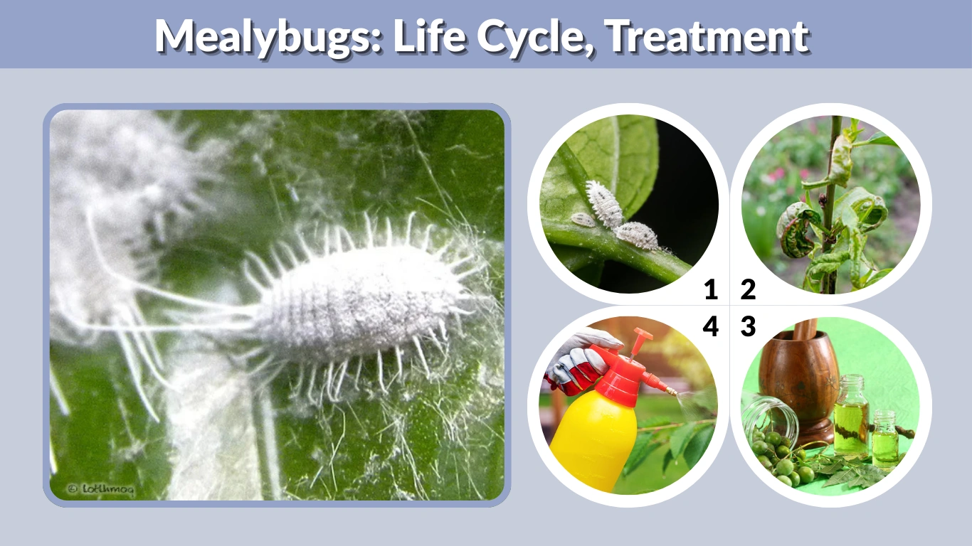 Mealybugs Life Cycle, Treatment & How to Get Rid of Mealybugs