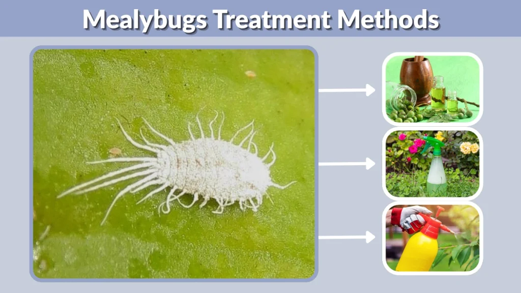 Mealybugs Treatment Methods