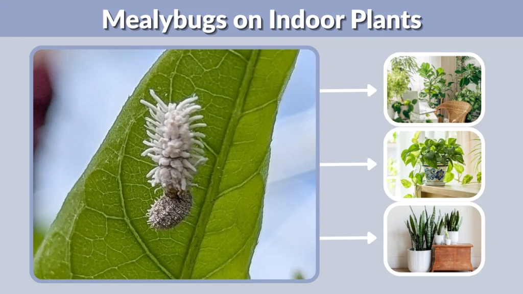 Mealybugs on Indoor Plants