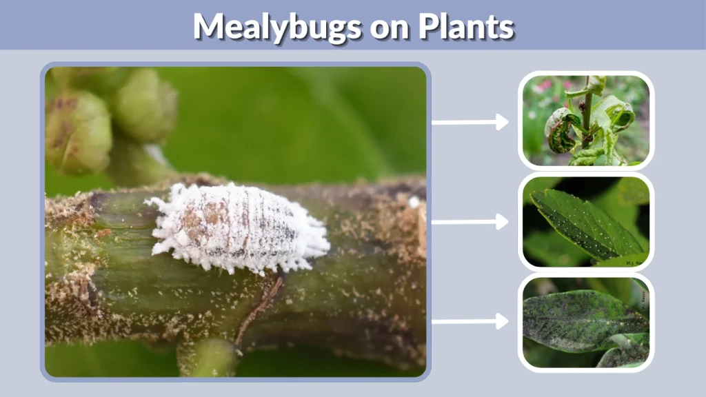 Mealybugs on Plants