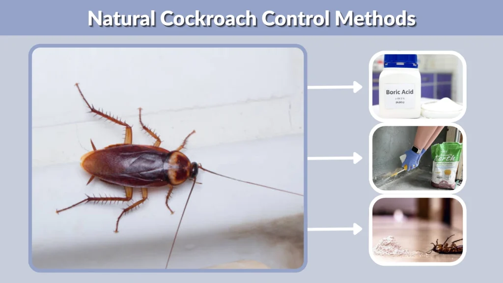 Natural Cockroach Control Methods