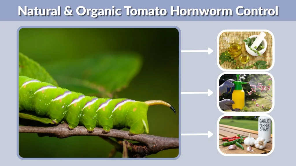 Natural & Organic Tomato Hornworm Control