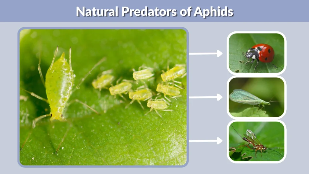 Natural Predators of Aphids
