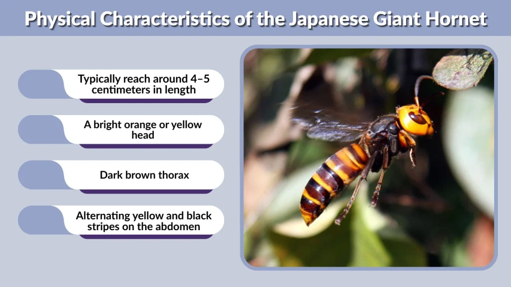 Physical Characteristics of the Japanese Giant Hornet