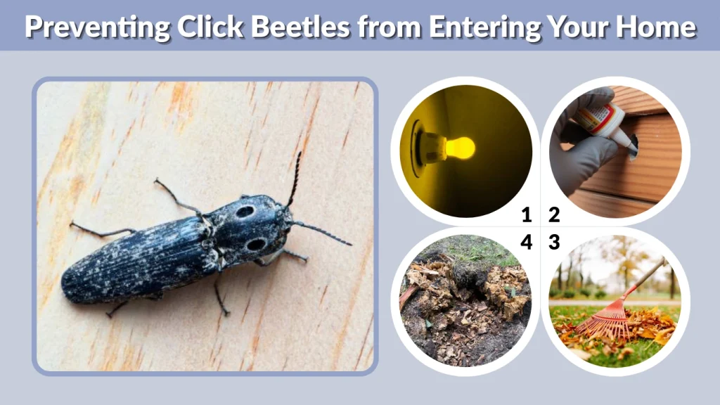 Preventing Click Beetles from Entering Your Home