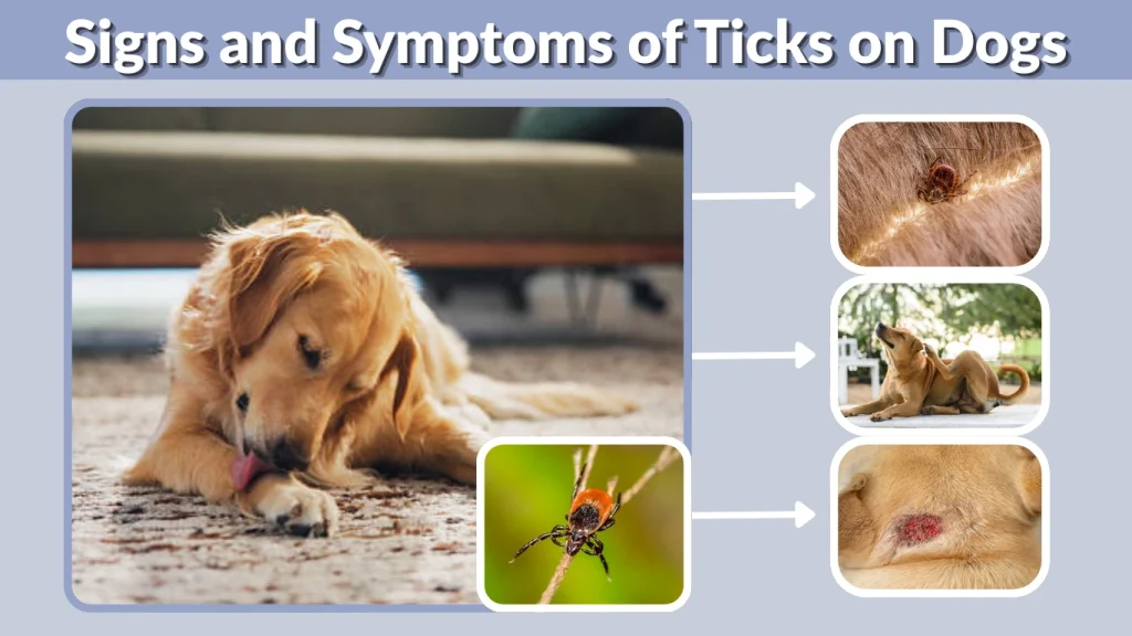 Signs and Symptoms of Ticks on Dogs