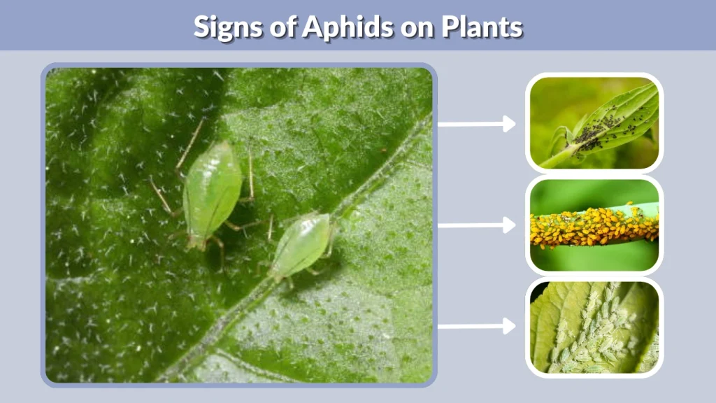 How to Get Rid of Aphids on Plants: Effective Control Methods