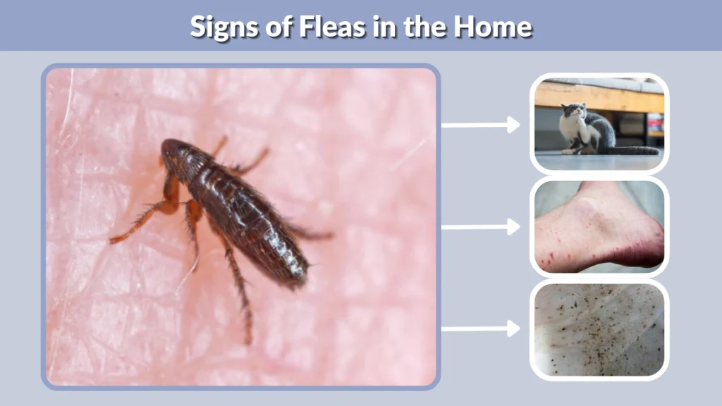 Signs of Fleas in the Home