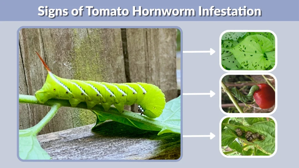 Signs of Tomato Hornworm Infestation